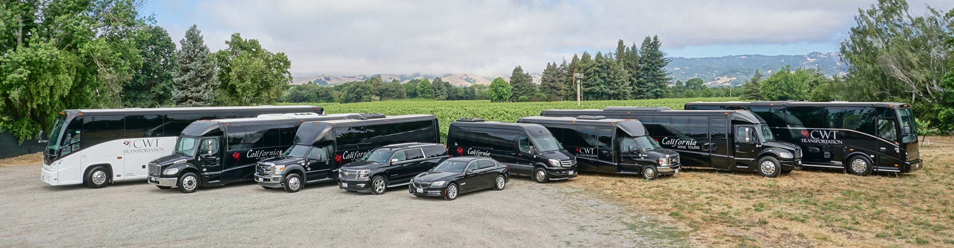 Limousines in buses in Napa Valley