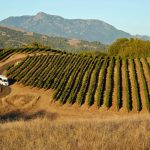 Jordan Winery in Sonoma County van driving through vineyard