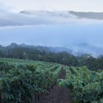 Hamel Winery vineyard with fog above Sonoma Valley