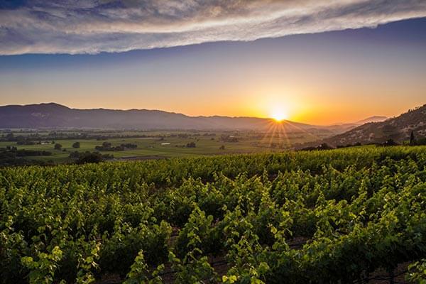 Blink and you may miss them. These small Sonoma Valley wineries