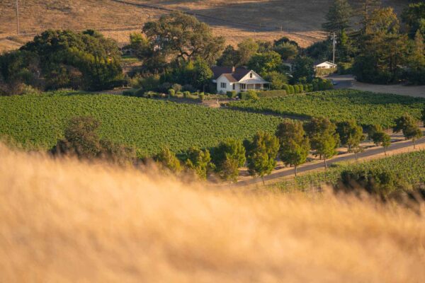 A scenic view of a vineyard with a distant house, showcasing the lush greenery of Dunstan.