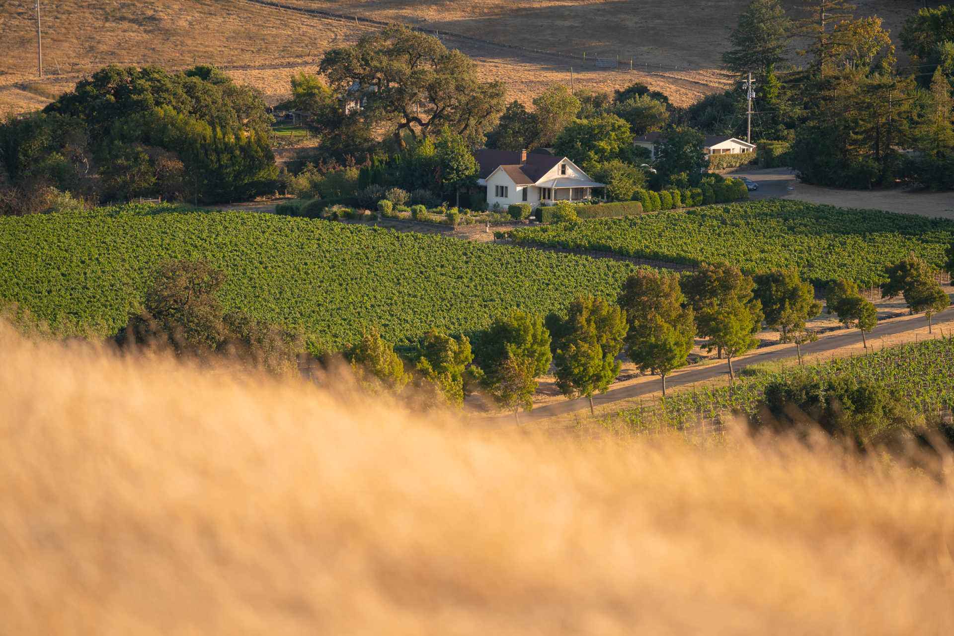 DUNSTAN A scenic view of a vineyard with a distant house, showcasing the lush greenery of Dunstan.