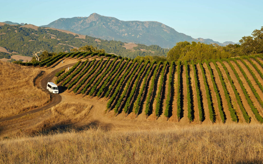 Old Vines, Good Times – A Heritage-Focused Sonoma Wine Adventure