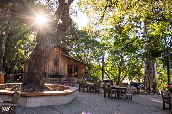benzinger winery outside with trees