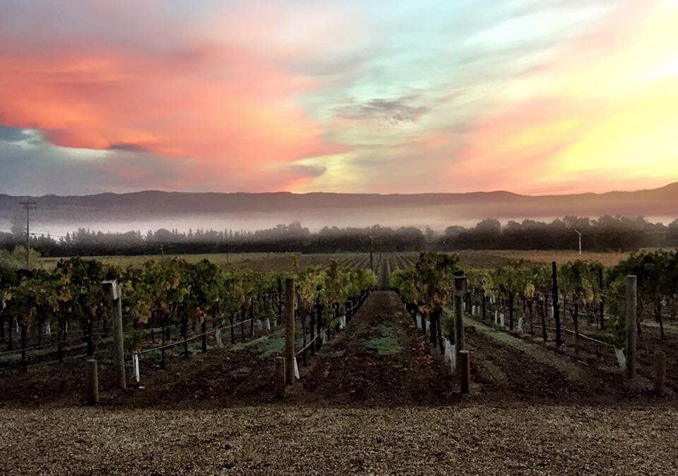 Celani Family Wines