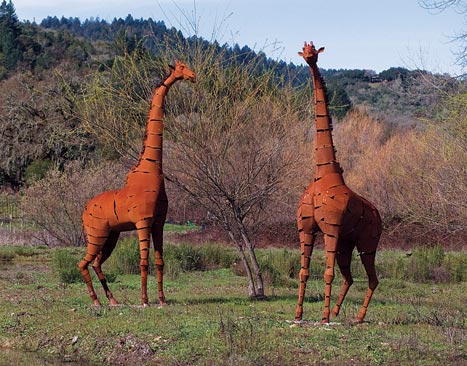 At Deer Field Ranch, two giraffes are seen standing in a vibrant green field under a clear sky.