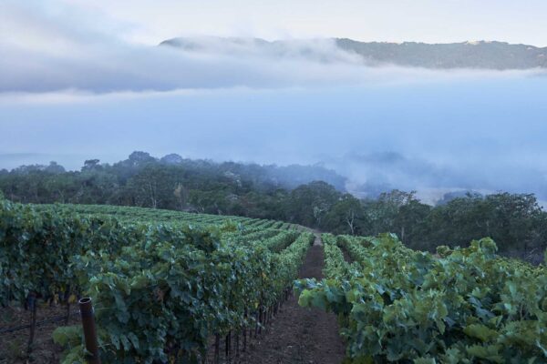 A vineyard shrouded in fog, with trees rising in the background, creating a serene and atmospheric landscape.