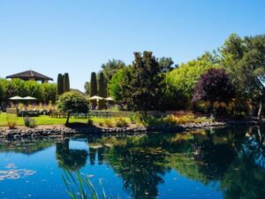 peaceful pond and trees