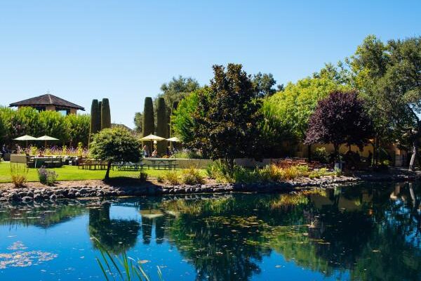 peaceful pond and trees