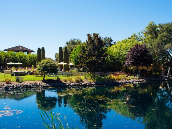 peaceful pond and trees