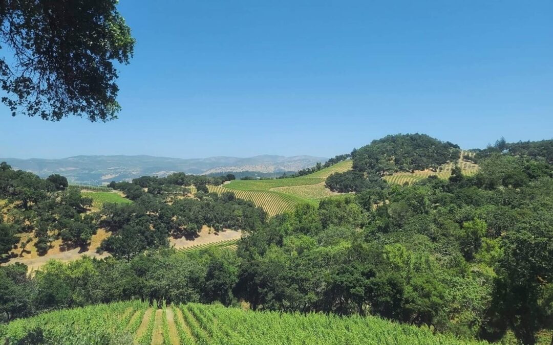 Blanc & Boujee – A Stylish White Wine Affair in Napa