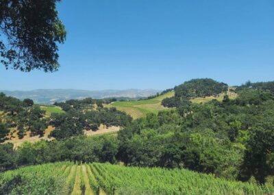 Blanc & Boujee – A Stylish White Wine Affair in Napa