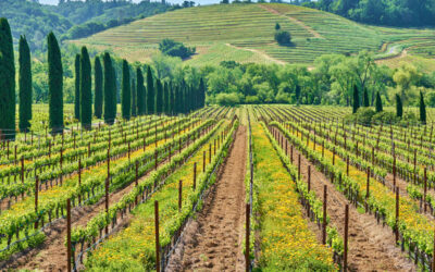A Luxury Wine Tour Through Napa Valley – Full Day Itinerary