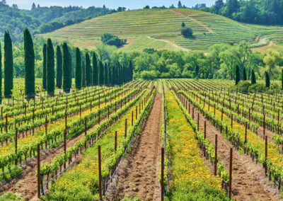 Vines, Views & Vintage – A Scenic Journey Through Napa’s Finest