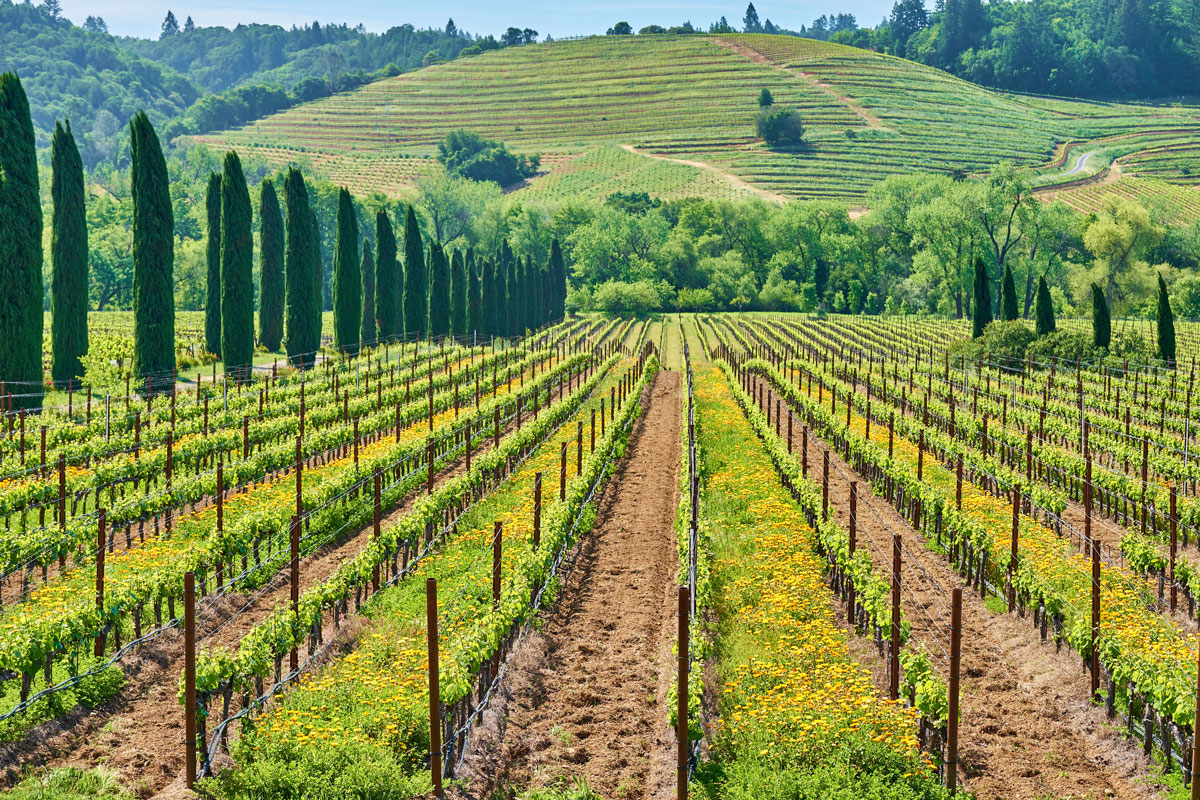 vineyard green hills in background and