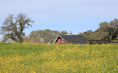 Alexander Valley Wine Tasting Tours