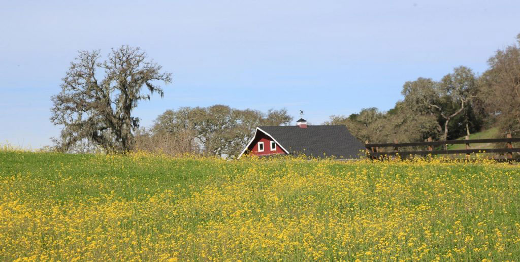 Alexander Valley winery and mustard field yellow flowers on hill