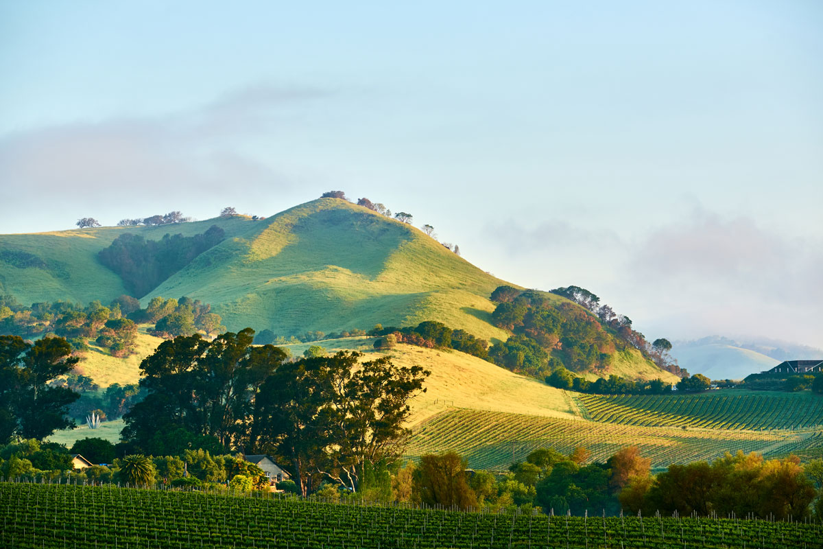 green hill with vineyards around