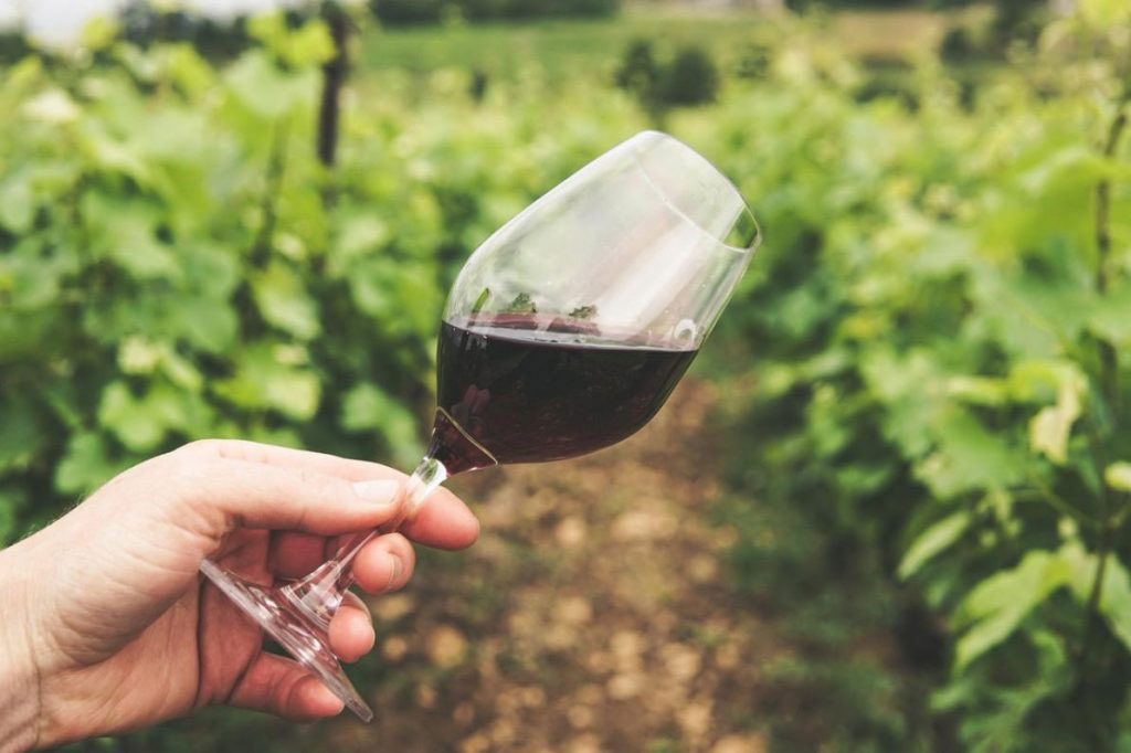hand holding glass of red wine in vineyard