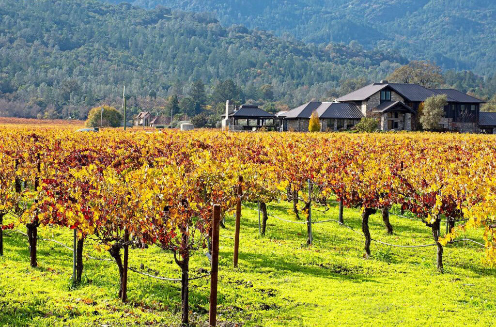 Grapes & Great Views – A Scenic Cabernet Journey Through Napa & Sonoma Hills