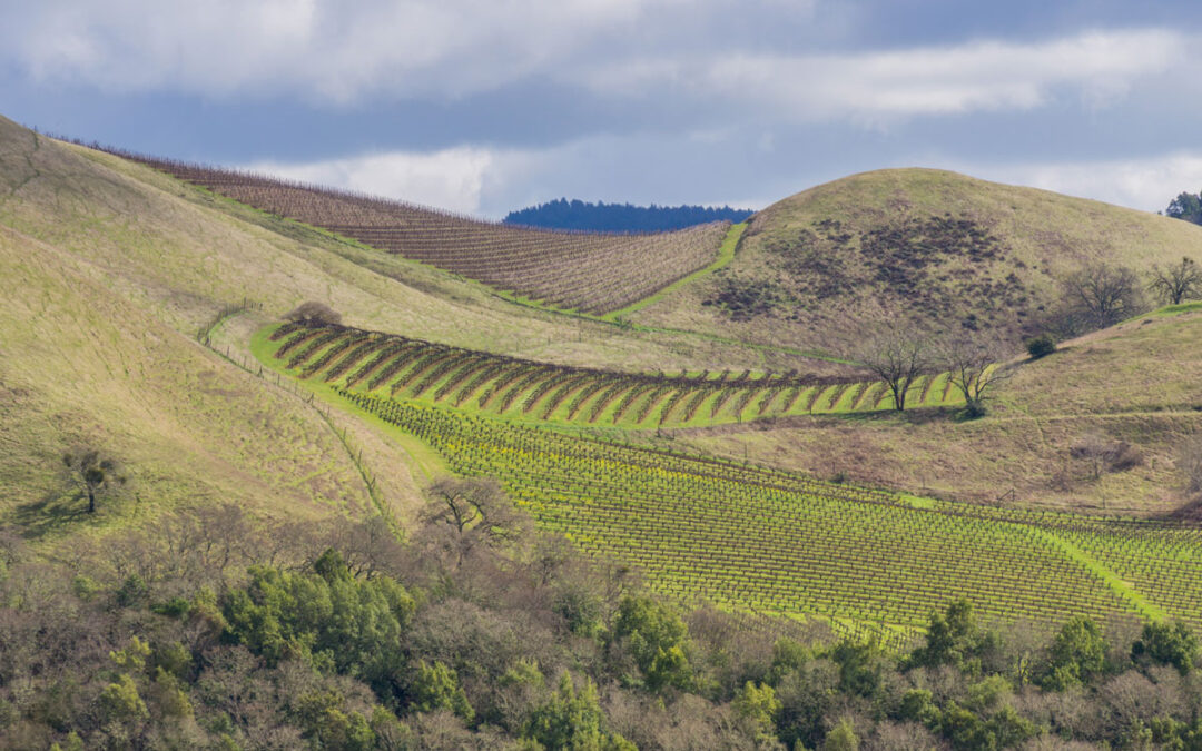 Russian River Valley Wine Tours in Sonoma
