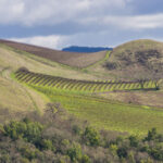 russian river valley hills and vineyards