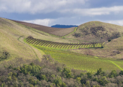 Grit & Grapes – Sonoma’s Bold & Timeless Wine Adventure