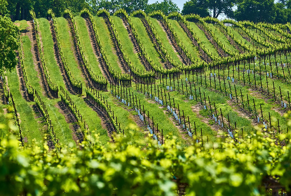 Bubbles, Bites & Bliss – A Sparkling Journey Through Carneros