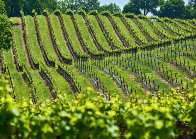 Bubbles, Bites & Bliss – A Sparkling Journey Through Carneros