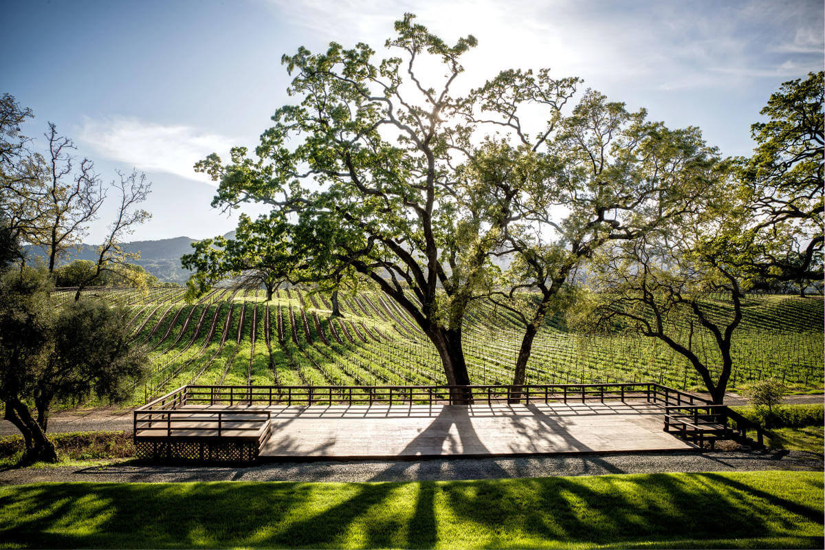 view of vineyard and overlook on scenery with tree